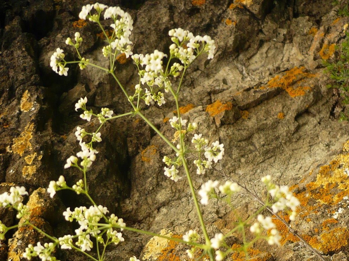 Galium glaucum (Rubiaceae)